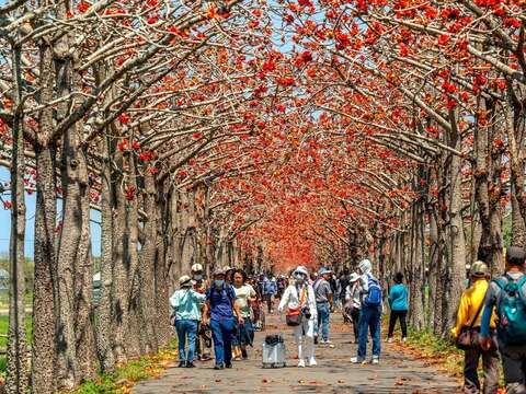 白河林初埤木棉花步道(114年拍摄)