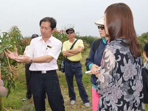 「第二屆臺南國際芒果節」踩線團芒果採果樂預定地(副場長鄭景奇)