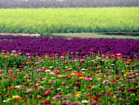 学甲蜀葵花文化节01(学甲区公所提供)