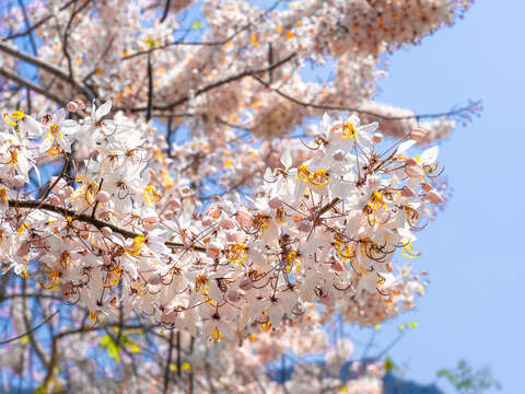 南化玉山宝光圣堂花旗木(历史照片)(南市观旅局提供)