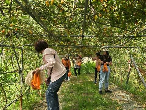 龟丹休闲体验农园采果体验-2025年萤光花泉季漫游之旅活动照_观旅局