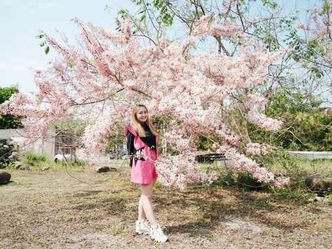 2025年萤光花泉季开幕活动_花况_观旅局