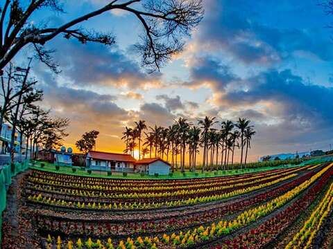 学甲蜀葵花(学甲区公所提供)