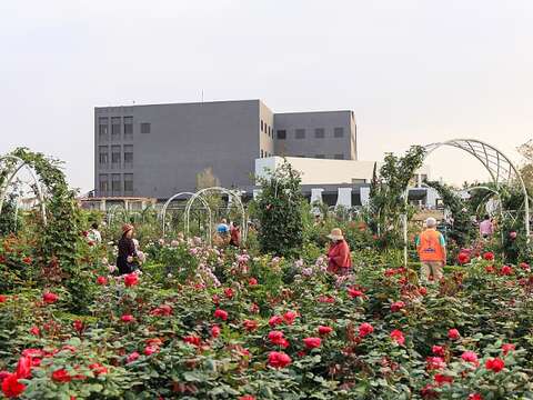 雅闻湖滨疗癒森林玫瑰花