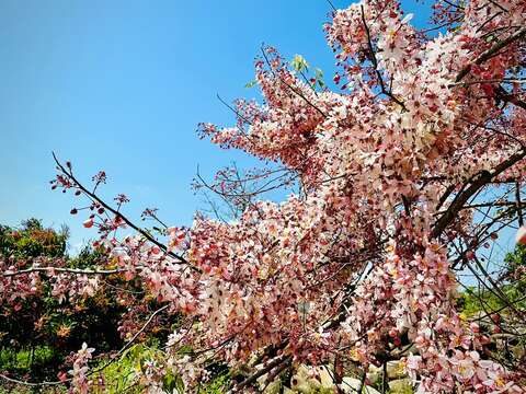2025花旗木历史照_观旅局