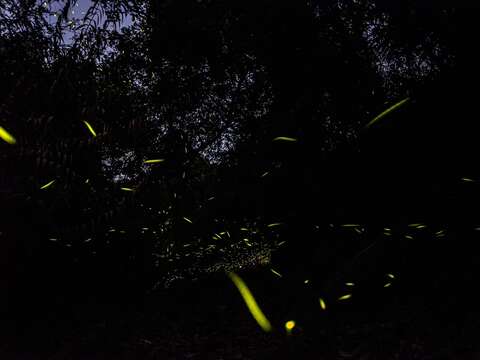 2025年梅岭赏萤历史照_观旅局