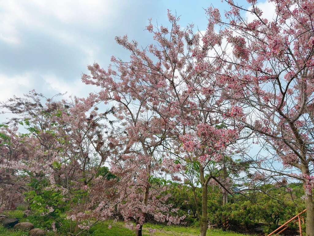 龟丹花旗木现况照