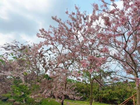 龟丹花旗木现况照