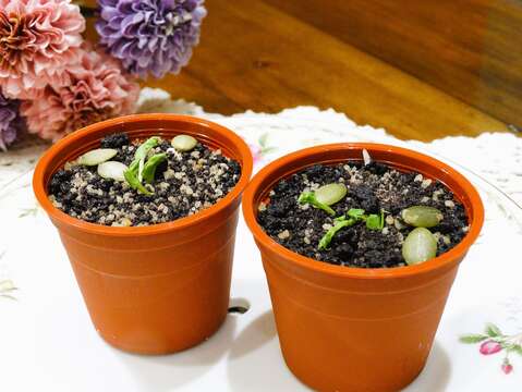 盆栽蛋糕看上去宛若真的盆栽，别具巧思创意，也满足食的乐趣。（张耘书拍摄）