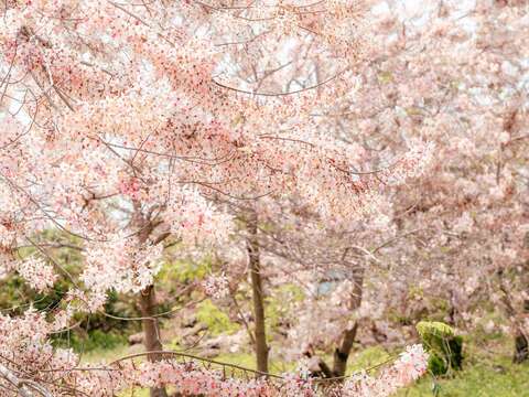 楠西花旗木现况照_观旅局