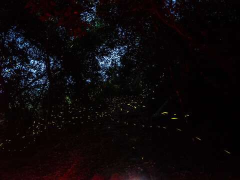 梅岭萤火虫历史照_观旅局