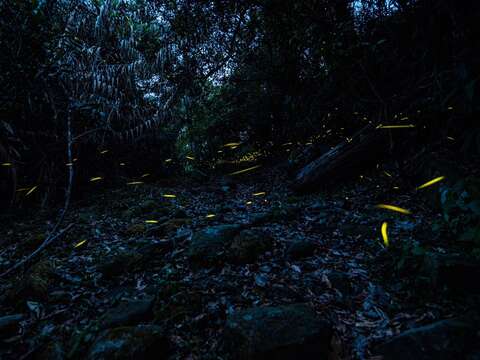 梅岭萤火虫历史照_观旅局