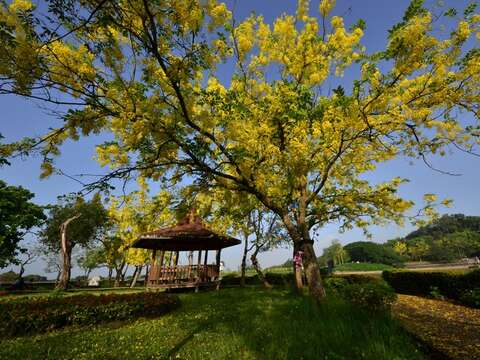 虎头埤风景区阿勃勒美景（历史照片）（图／南市观旅局提供）