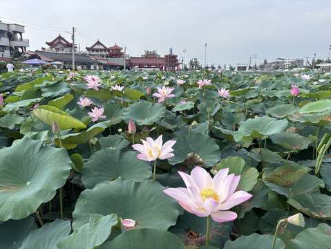 马稠後关帝厅莲田景致(台南市政府观光旅游局提供)