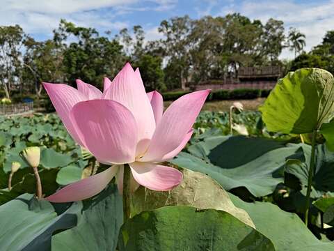 莲花公园莲花正绽放(台南市政府观光旅游局提供)