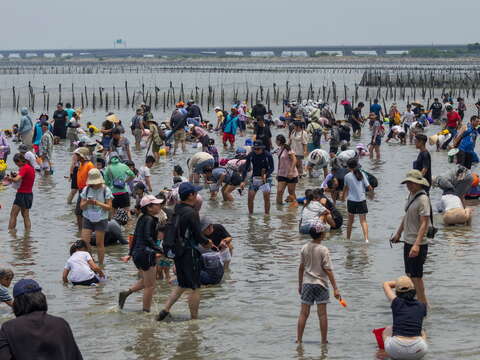 2026台南七股海鲜节-挖文蛤体验人潮照