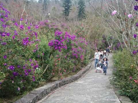 梅嶺紫牡丹滿山迎賓