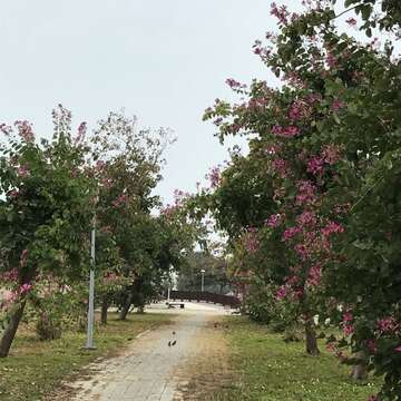 安平區林默娘公園的豔紫荊花道