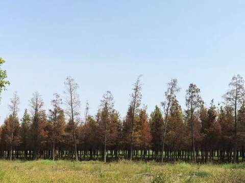 六甲區林鳳營牧場旁（鄰台一線省道）的落羽松林