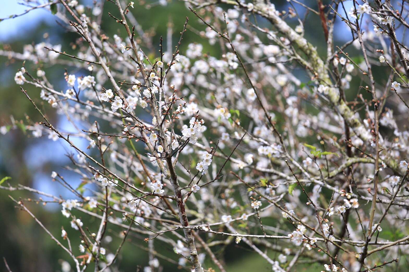 梅花已逐漸綻放