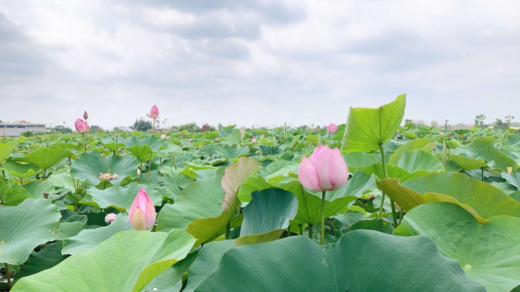 蓮花花況 白河區公所提供