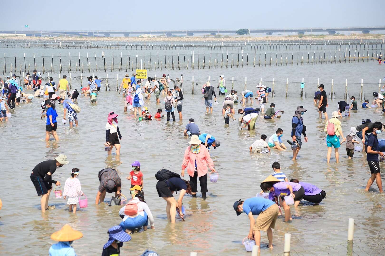 民眾挖文蛤照片