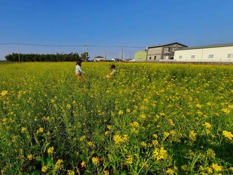 油菜花田(南市觀旅局提供)