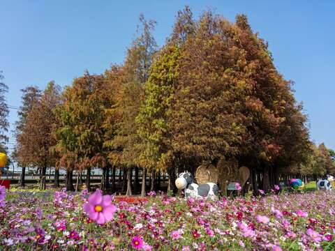 六甲落羽松花海打卡拍照好所在