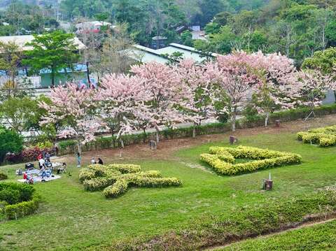 花旗木 (2021年)(尖山埤江南渡假村提供)