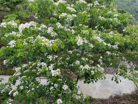 福來梅子雞餐廳前油桐花盛開中