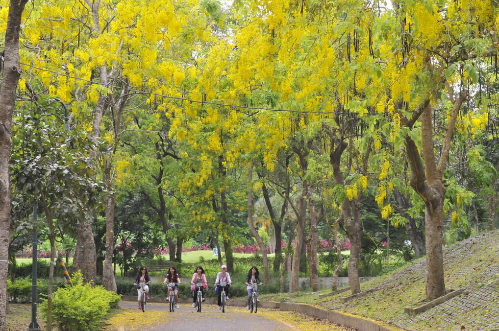 優選-何重佳-阿勃勒休閒騎鐵馬