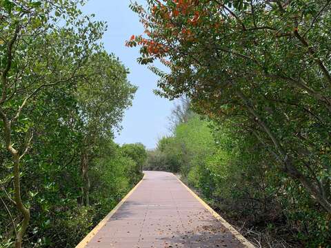 Tainan Mayor Huang Wei-Che Unveils the Mangrove Trail at the Shuangchun Seaside Recreation Area