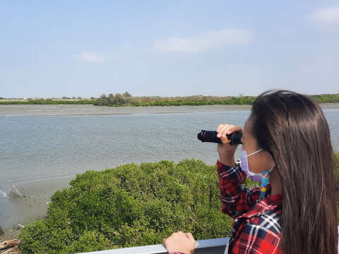 学甲湿地也有黑琵栖地 (南市观旅局提供)