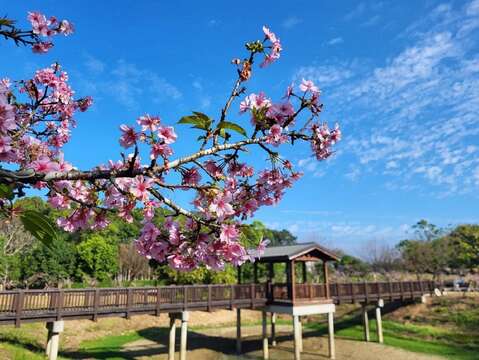 櫻花盛開（臺南山上花園水道博物館提供）