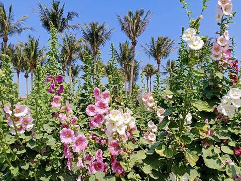 2023学甲蜀葵花文化节（学甲区公所提供）