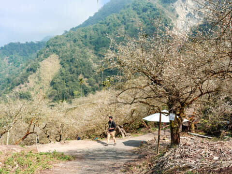 4.楠西梅岭风景区