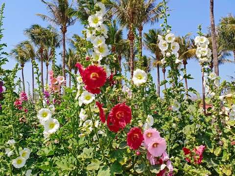 學甲蜀葵花文化節蜀葵花盛開（學甲區公所提供）