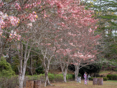 尖山埤渡假村花旗木盛開