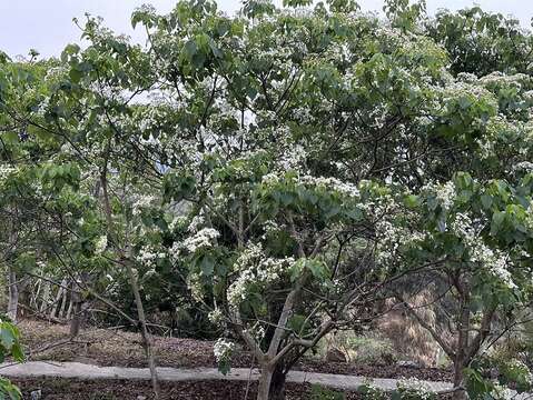 油桐花資料照片(陳居峰提供)