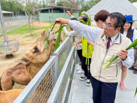 圖5.市長親自體驗與單峰駱駝互動，獨特體驗讓他玩心大開