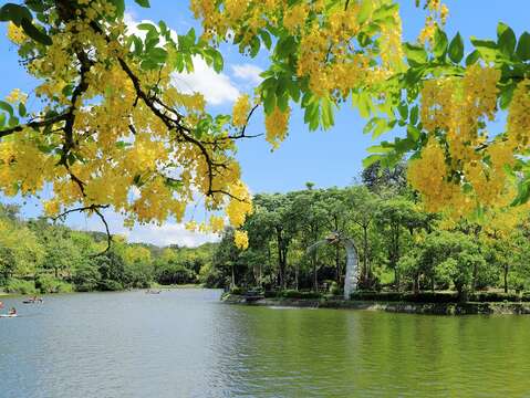 沿着虎头埤环湖步道、竹林烤肉区、虎月吊桥、旧活动中心附近皆是赏花的重要景点