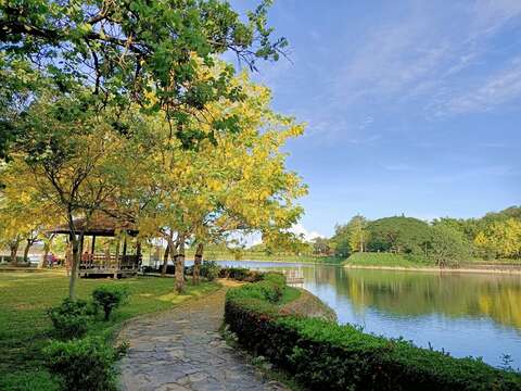 阿勃勒成串的金黄色花瓣随风飘逸，微风吹动时，彷佛下一场黄金雨