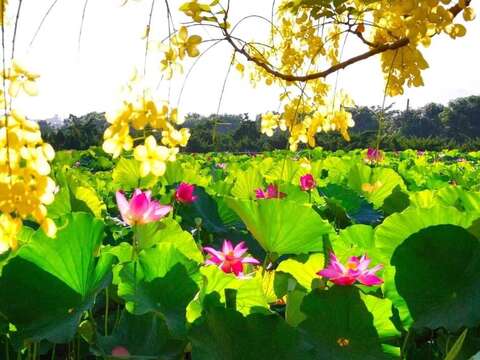 白河莲花(高清南先生提供)