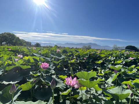 白河莲花