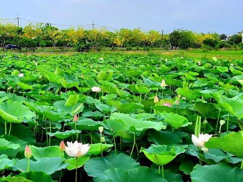 白河莲花季（台南市政府观光旅游局提供）