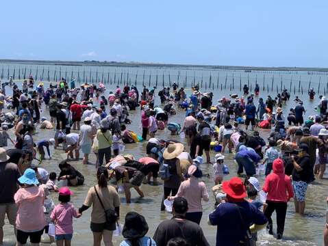 觀光赤嘴園挖文蛤體驗，是濱海地區最受民眾喜愛的活動之一