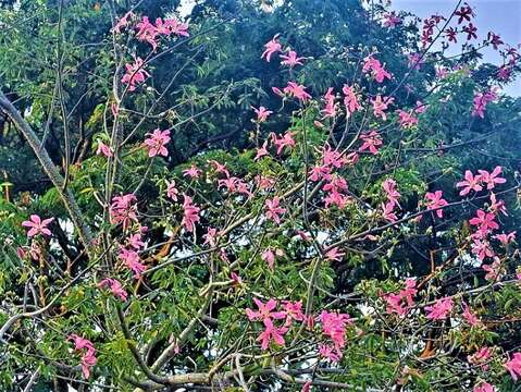 台南美人树花朵盛开的美景