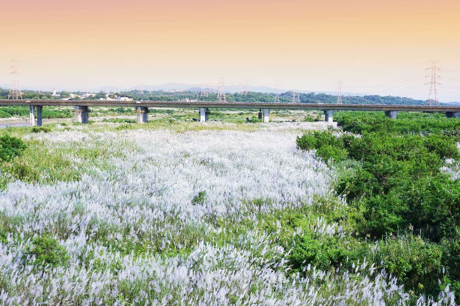 魚頭君帶路10月號_官田渡槽橋十月雪