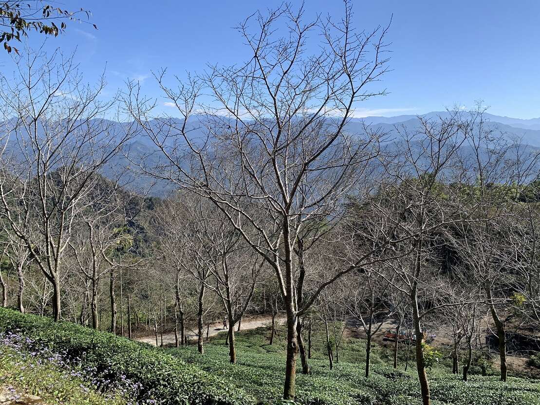 稜線步道-茶園