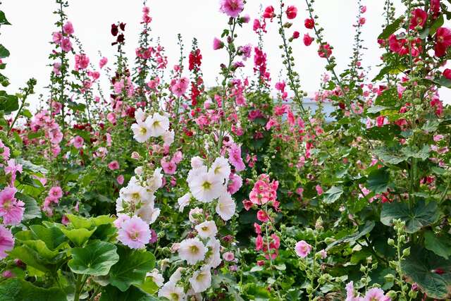 写真-學甲蜀葵花季活動